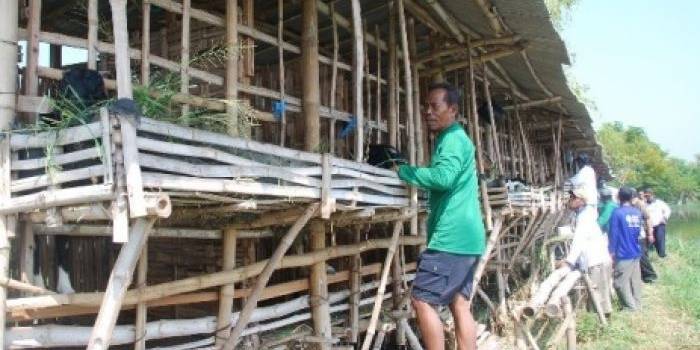UNIK – Kandang kambing yang dibuat bertingkat dan dibangun di tengah areal pertambakan di Desa Weduni Kecamatan Deket Lamongan. Foto : haris sugianto/BangsaOnline