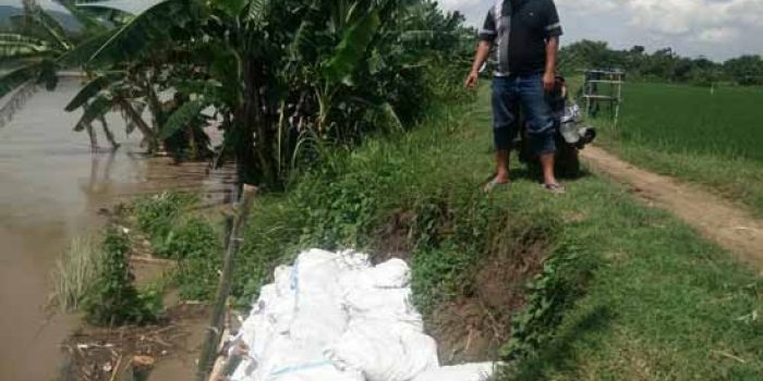 Tampak longsor juga terjadi di tanggul sungai Bengawan Solo Desa Pilanggede, Kecamatan Kanor, Bojonegoro.