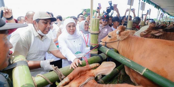 jatim-pecahkan-rekor-muri-untuk-inseminasi-buatan-sapi-terbanyak-gubernur-sampaikan-komitmennya