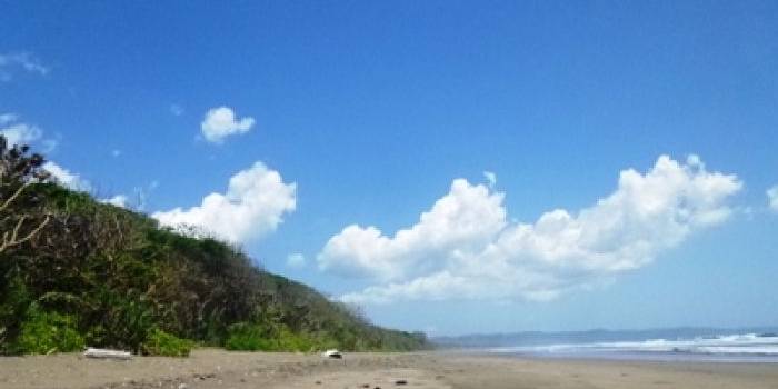 inilah pantai Ngagelan, menjadi tempat favorit penyu untuk bertelur. 