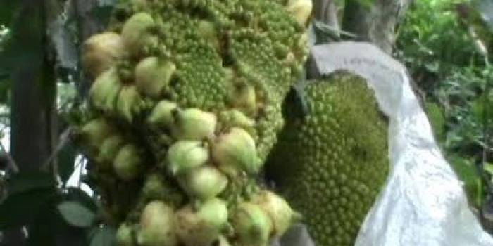 Inilah pohon ajaib itu. Di tengah-tengah nangka itu tumbuh buah pisang. Foto: detik.com/Syaiful Kusmandani 