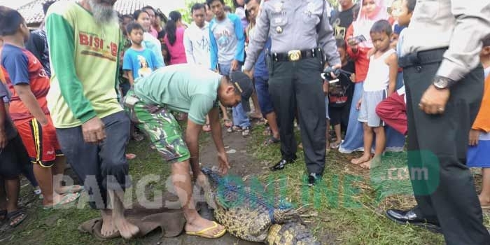 Buaya yang ditangkap warga saat hendak dievakuasi ke Polsek Diwek. foto: RONY S/ BANGSAONLINE
