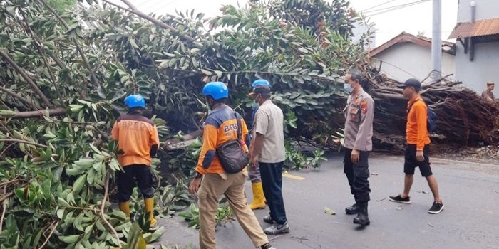 Proses evakuasi pohon tumbang di Jalan Pantura Situbondo oleh petugas.