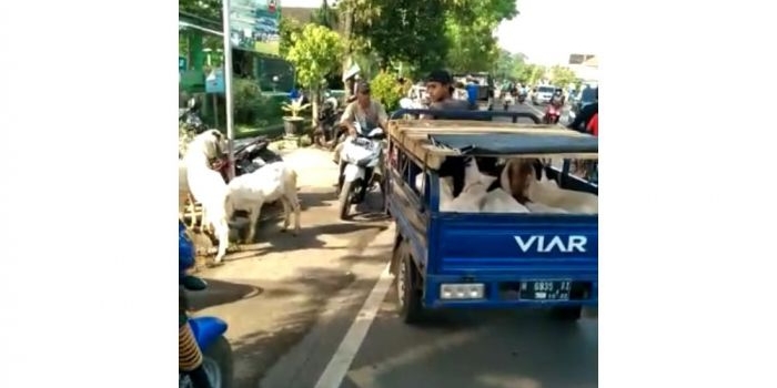 Tampak sejumlah pedagang menjajakan kambing di salah satu ruas jalan di Kabupaten Pasuruan.