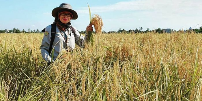 Petani milenial di hamparan padi yang siap panen. (foto: ist)