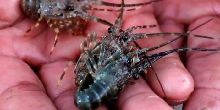 Ilustrasi: Baby Lobster.