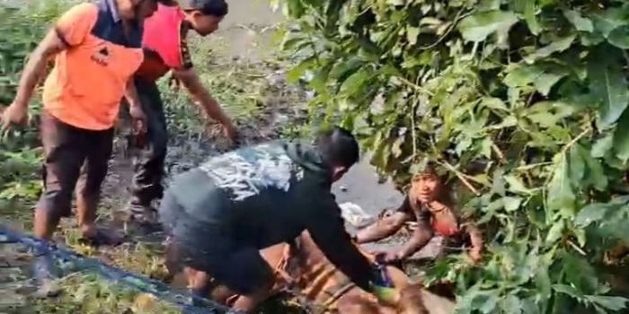 sapi-kurban-700-kilogram-tercebur-sungai-di-sidoarjo-evakuasi-berlangsung-2-jam