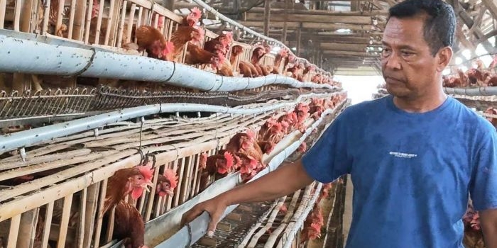 harga-telur-di-kediri-naik-jelang-idul-adha-peternak-keluhkan-pasar-lesu