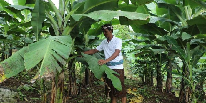 reforma-agraria-bawa-harapan-baru-untuk-desa-adat-asahduren-jembrana