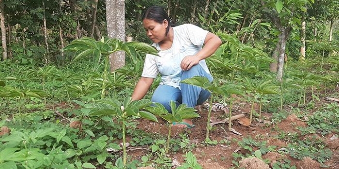 Suyatmi warga desa Kuwiran Kabupaten Madiun, dengan telaten merawat tanaman porang miliknya.