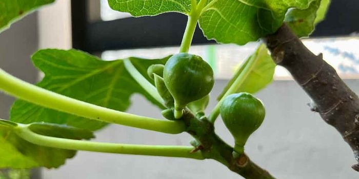 berbagai-manfaat-konsumsi-buah-tin-ampuh-redakan-stress-hingga-tingkatkan-fungsi-otak