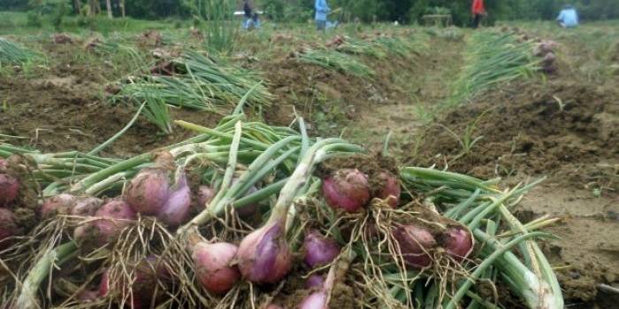 Bawang yang dipanen oleh petani. foto: eky nur hadi/BangsaOnline