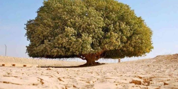Pohon Sahabi. Foto: Pinterest

