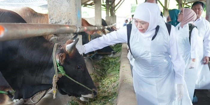 pastikan-stok-hewan-kurban-cukup-gubernur-khofifah-tinjau-koperasi-ternak-di-lamongan