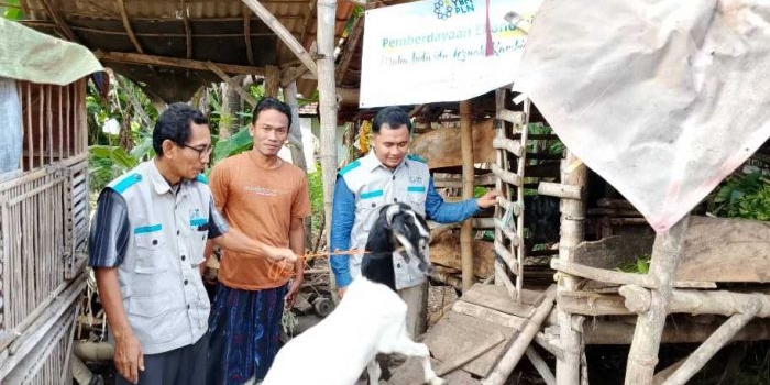 Penyaluran kambing bantuan YBM PLN ke buruh serabutan di Sumenep