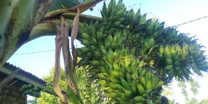 Pohon pisang milik Dani warga Dusun Ruko Daya Desa Bandungan Kecamatan Pakong, Kabupaten Pamekasan, yang berbuah hingga lima tandan.