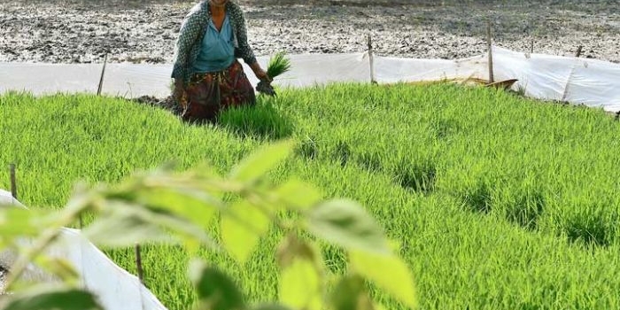Petani Lamongan saat melakukan sulam.