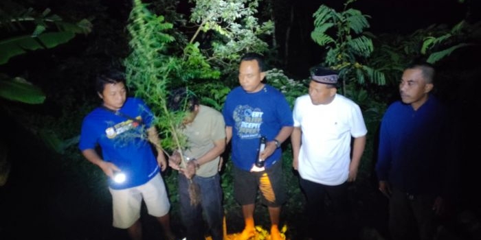 tanam-ganja-di-pot-dua-warga-plosoklaten-kediri-dibekuk-polisi