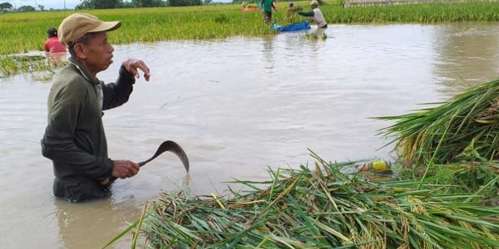 Petani tepaksa penen dini karena seluruh area sawah mereka terendam air sungai Bengawan Solo yang meluap.