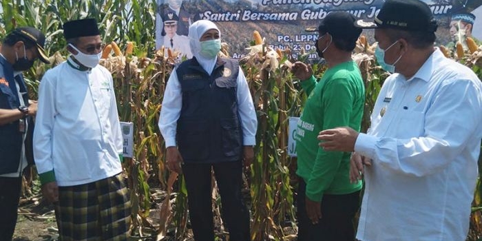 Gubernur Jatim Khofifah Indar Parawansa saat menghadiri panen jagung bersama Wabup Pasuruan Mujib Imron.