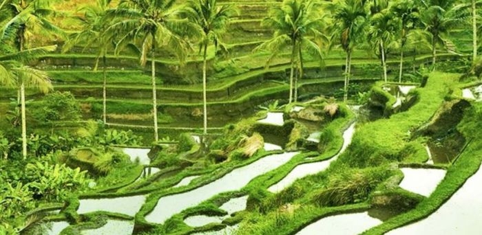 tiap-tahun-2-288-hektar-sawah-hilang-di-bali-akibat-pengembangan-pariwisata-ugal-ugalan