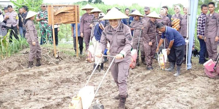 dukung-program-presiden-kejari-kabupaten-kediri-tanam-jagung-di-peringatan-harlah-kejaksaan-ke-80