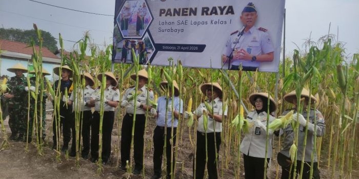 lahan-tidur-lapas-porong-disulap-jadi-kebun-jagung-panen-perdana-tuai-apresiasi-dpr-ri
