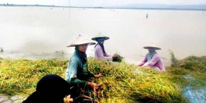 Foto sejumlah warga di bantaran Sungai Bengawan Solo memanen padi di tengah banjir. foto: eky nurhadi