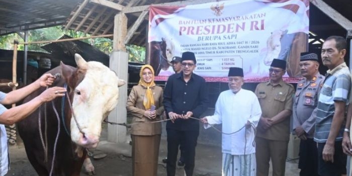 Wabup Trenggalek Syah Natanegara saat menyerahkan sapi kurban Presiden