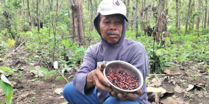 Warga Blitar yang berburu kempompong daun jati di kawasan hutan jati Perhutani