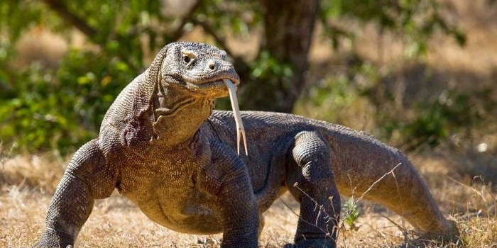 bongkar-jaringan-penyelundup-satwa-dilindungi-polda-jatim-tangkap-penadah-komodo-di-surabaya