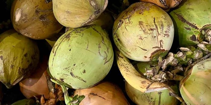 ragam-manfaat-degan-ijo-benarkah-ampuh-netralisir-racun-dalam-tubuh