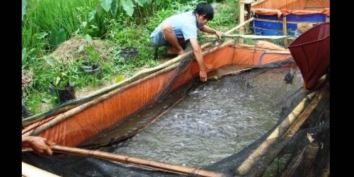 Pembudidaya ikan lele organik di Kecamatan Wonosari. Foto: Sugiyanto/BangsaOnline.com