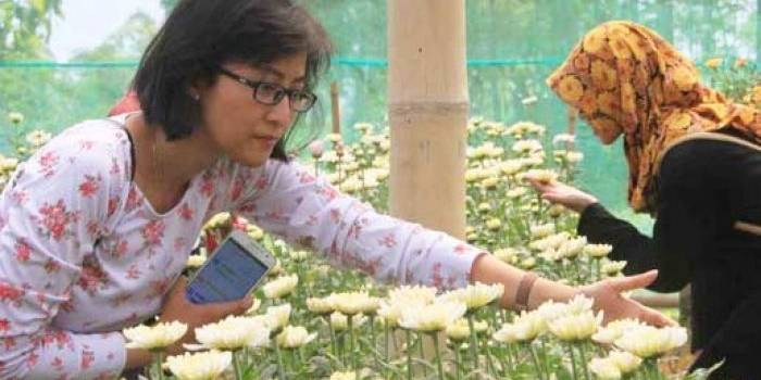 CANTIK: Pengunjung memperhatikan kuncup bunga krisan yang mulai mekar di sentra agrowisata Gunung Wilis di Sendang. foto: antara