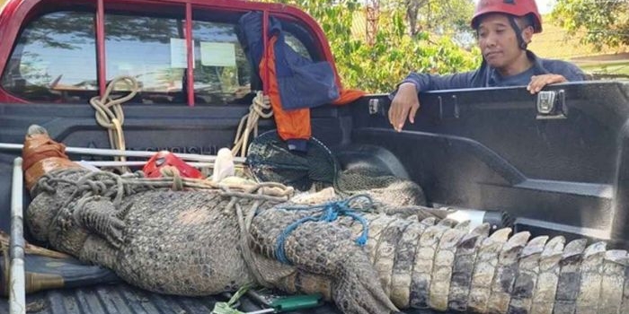 resahkan-warga-buaya-muara-sepanjang-3-meter-dievakuasi-bpbd-sidoarjo