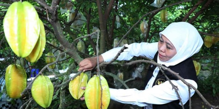 Gubernur Khofifah saat memetik belimbing di Agrowisata Karangsari, Kota Blitar.
