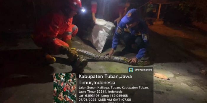 Ular piton sepanjang 3 meter yang berhasil diamankan Damkar Tuban