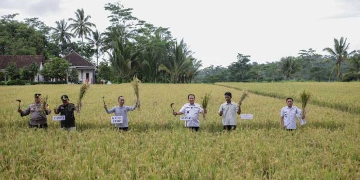 panen-padi-bupati-jember-imbau-para-petani-gunakan-pupuk-organik