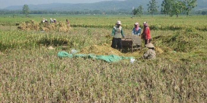 PANEN: Warga sekitar bantaran sungai Bengawan Solo di Bojonegoro sedang panen raya. Namun hasil gabah mereka diserbu tengkulak dari luar daerah. Foto: Eky Nurhadi/BangsaOnline.com