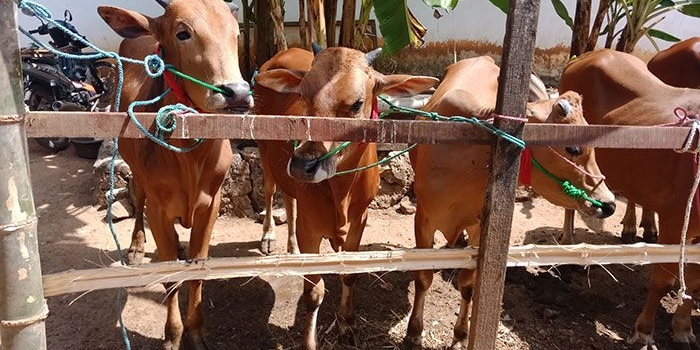 Sapi milik salah satu peternak di Desa Pesarenan, Kecamatan Kedungdung, Sampang. Foto: MUTAMMIM/BANGSAONLINE