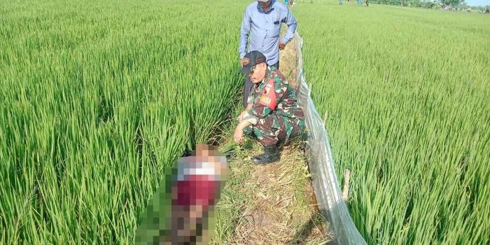 Kondisi mayat saat ditemukan warga di areal persawahan Dusun Wonosari, Desa Jogodalu, Kecamatan Benjeng, Gresik. Foto: Ist
