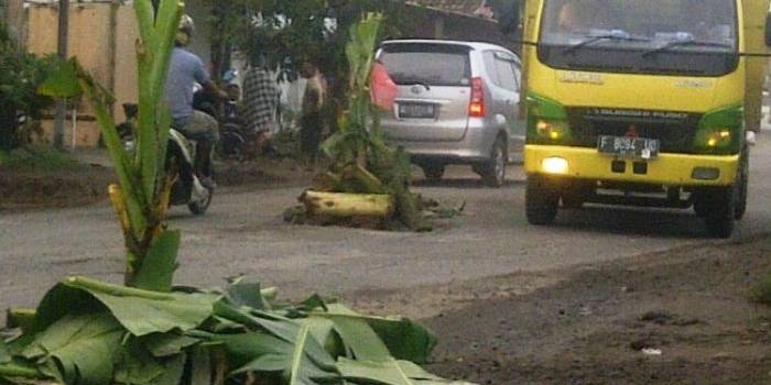 Jalan raya Berbek-Guyangan oleh warga ditanami pohon pisang.(Soewandito/BangsaOnline.com)