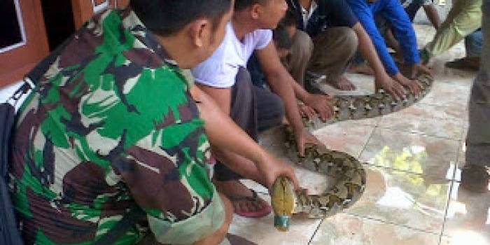 Piton raksasa di depan rumah Suwarno. Foto:gunadhi/BANGSAONLINE
