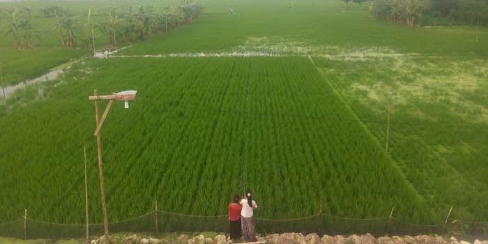 GAGAL PANEN: Kurang lebih sekitar 4 ribu hektare padi di Desa Temu tenggelam. foto: EKY NURHADI/ BANGSAONLINE