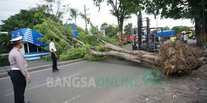 Sebuah forklift tampak berusaha menyingkirkan pohon dari tengah jalan. foto: rony suhartomo/ BANGSAONLINE