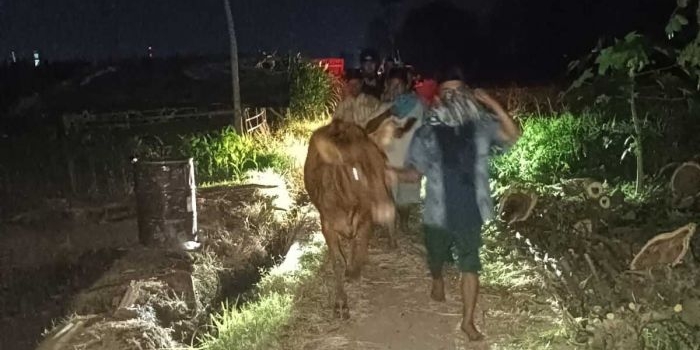 polisi-gagalkan-pencurian-sapi-di-probolinggo