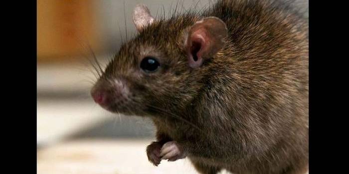 Tikus... Gak di Indonesia, atau di Inggris... sama saja. Bikin masalah. foto: repro mirror.co.uk