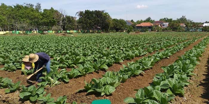 Petani di Pamekasan saat sedang menanami lahannya dengan Tembakau. foto: ERRI/ BANGSAONLINE
