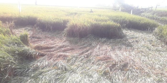 Tanaman padi yang terkena seranagn hama wereng.