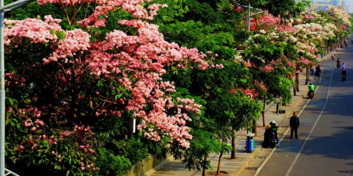 Pohon Tabebuya yang sedang berkemaran di salah satu jalan protokol.